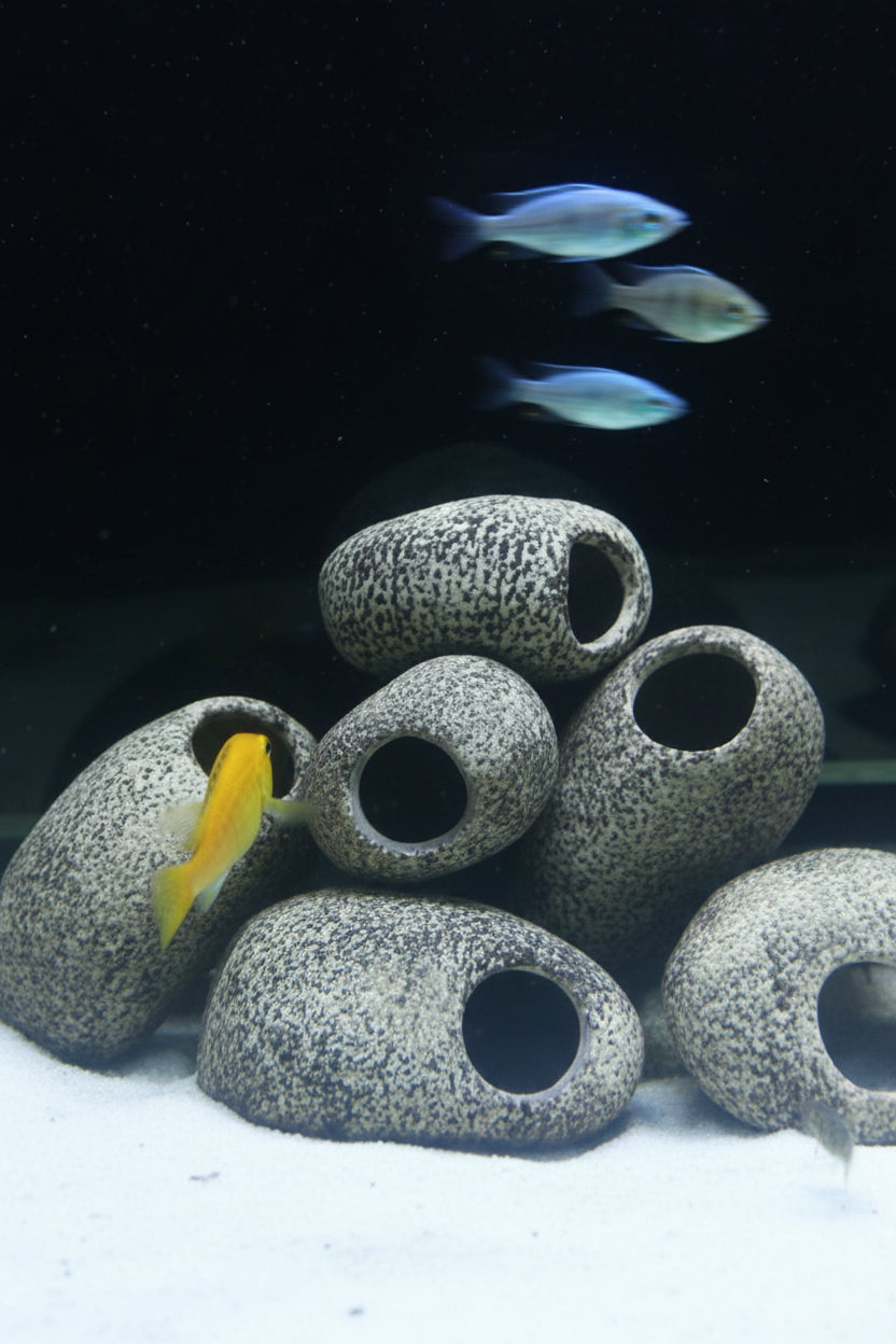 Pierre Cachette Aquarium – Refuge Cichlidés & Poissons de Fond