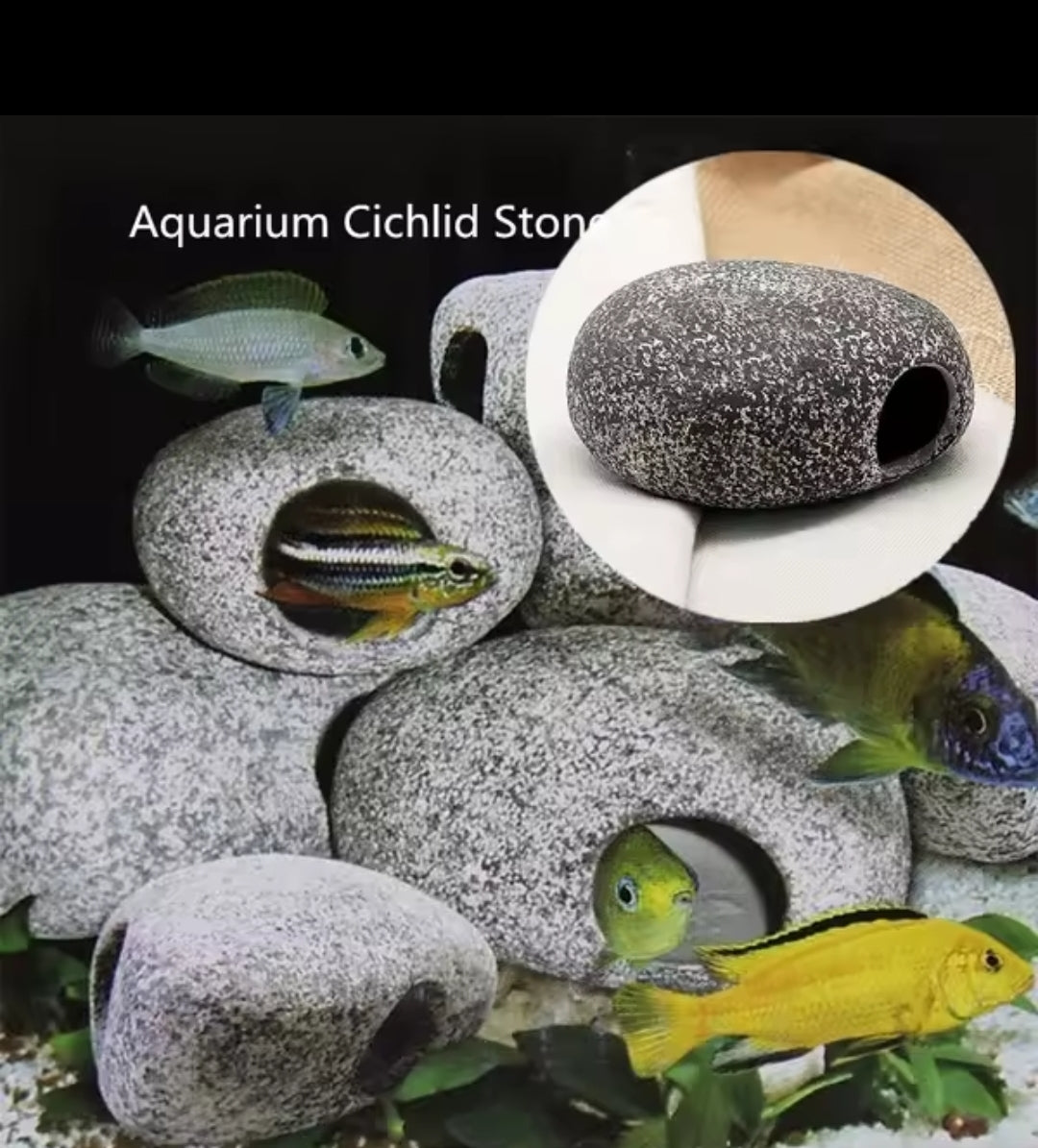 Pierre Cachette Aquarium – Refuge Cichlidés & Poissons de Fond