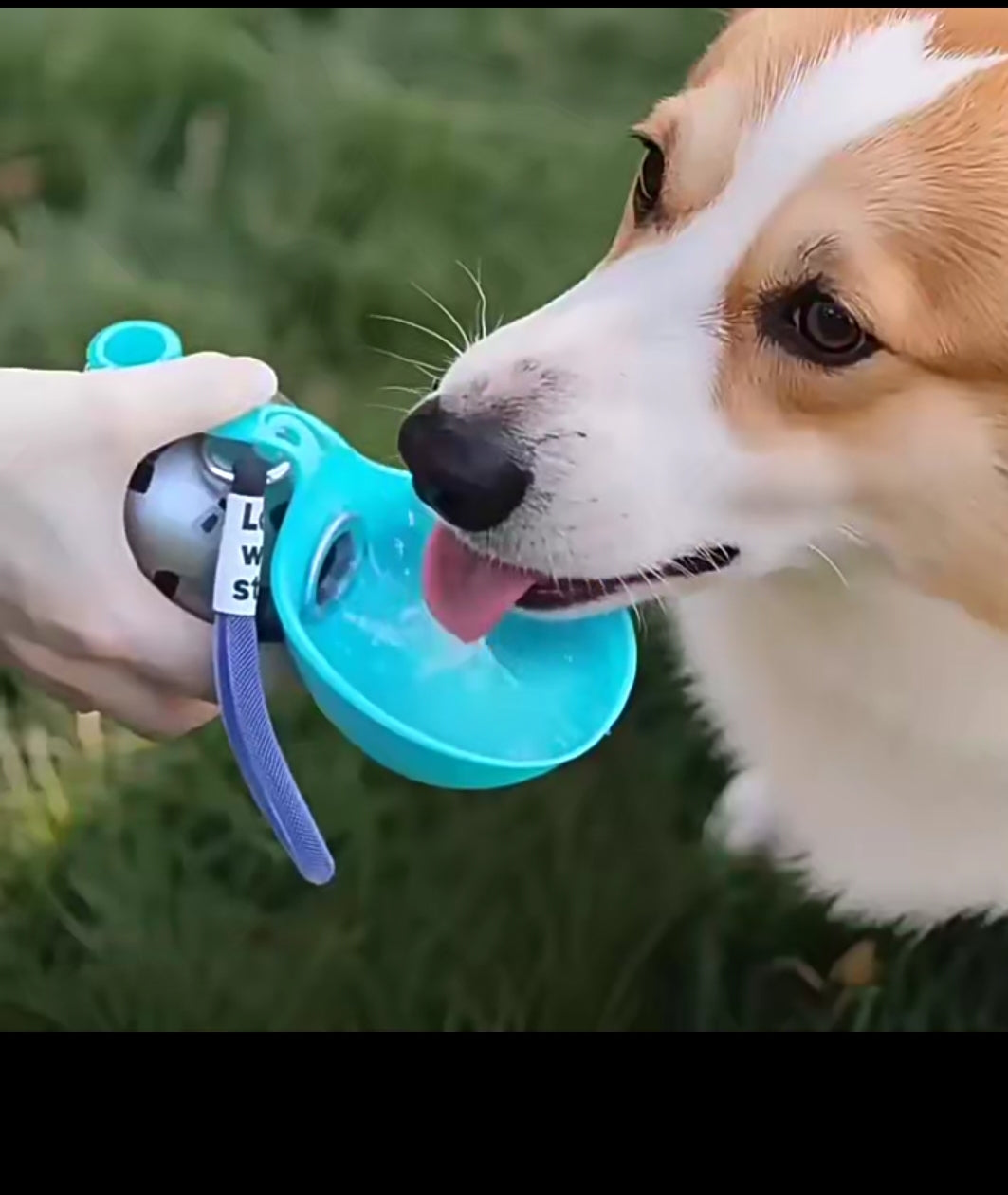 Gourde Portable Petit Chien – Légère Chihuahua Yorkshire